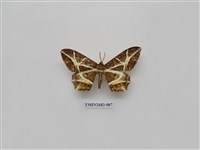 藏品(尺蛾228)的圖片